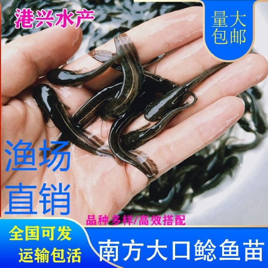 鸡西大口鲶鱼苗渔场直销