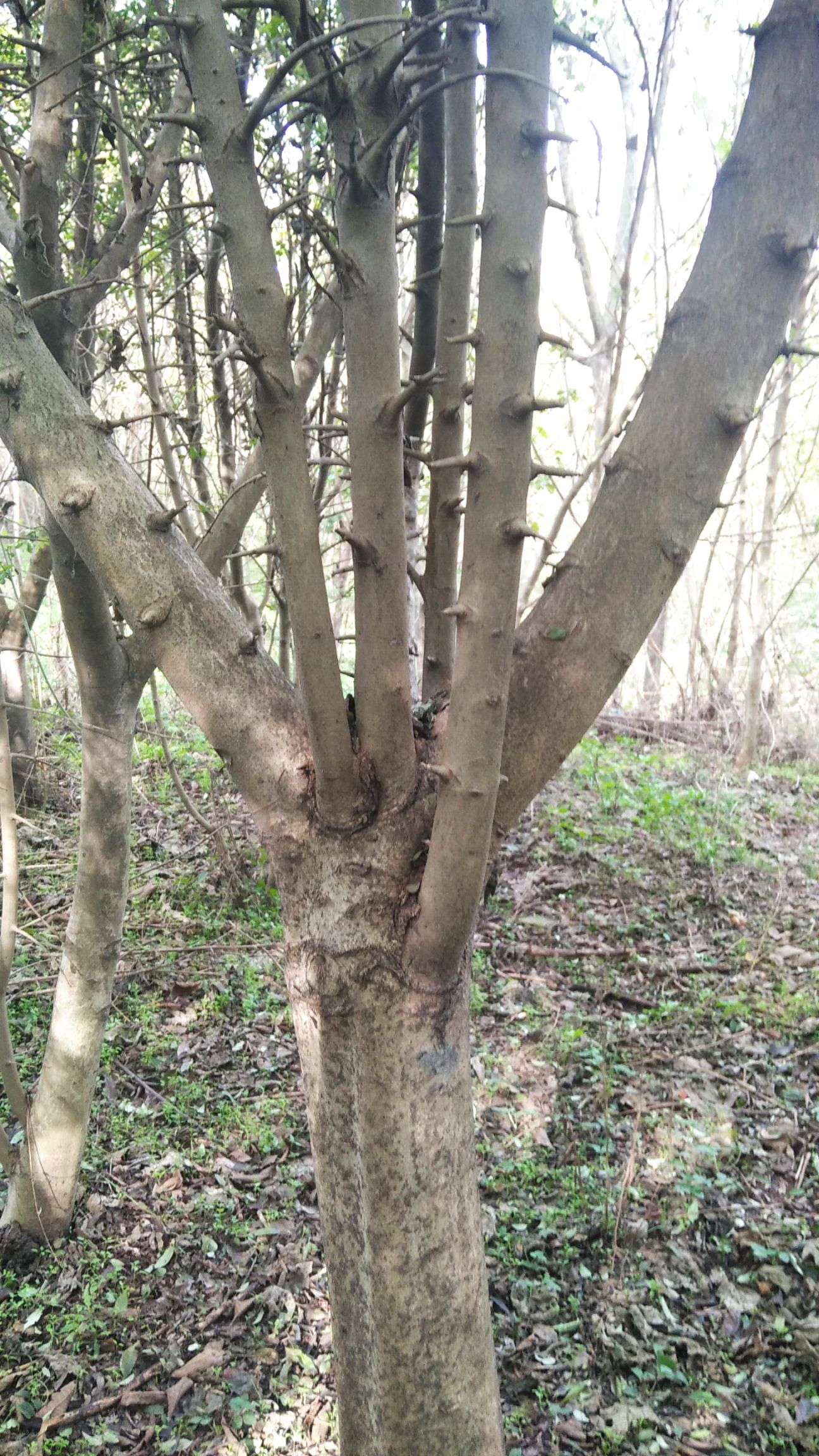 对节白蜡 2~2.5米