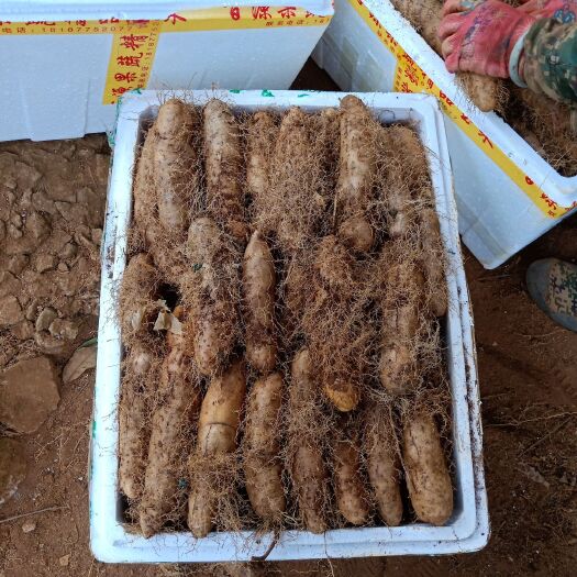 遂溪县 红泥毛薯，产地直销，薯身光滑，个头饱满，泥毛靓，还超粉