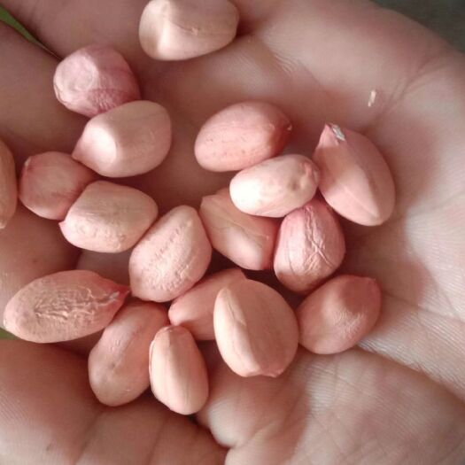 大荔县油料花生米 带壳花生 干货 
