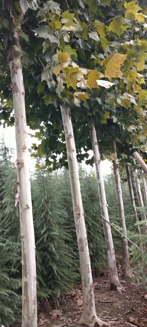 汝南县速生法桐