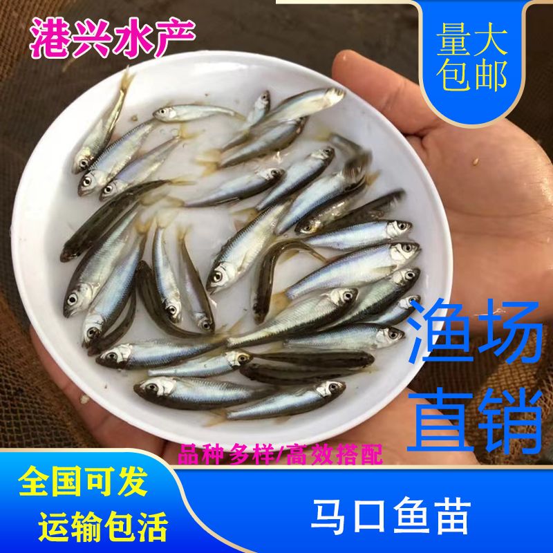 马口鱼苗2-5cm现货供应