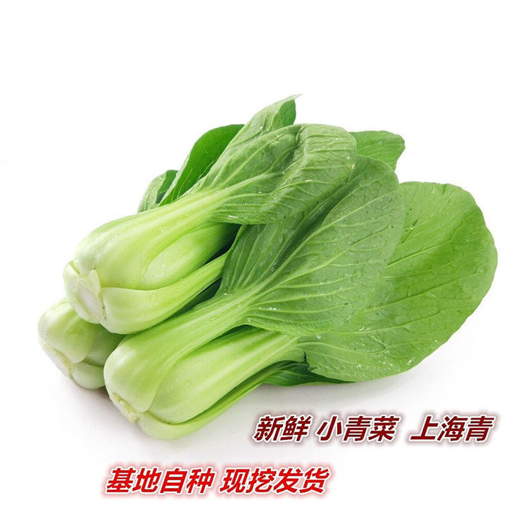 山东省邵庄镇叶菜基地 油菜 上海青 快菜 叶菜产地
