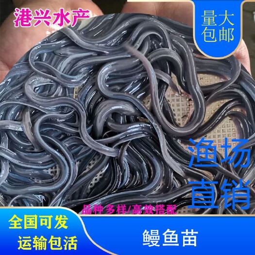 辽源鳗鱼苗白鳝鱼苗