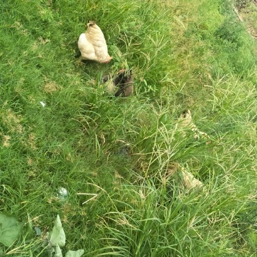 惠州 荔枝果园及山地适合养殖种植寻找合作伙伴