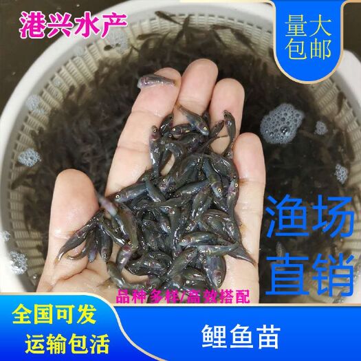 湛江禾花鲤鱼苗稻田养殖鲤鱼苗全国可发
