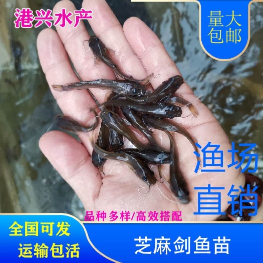 贵阳钳鱼苗  芝麻剑魚苗钳鱼5-8cm魚苗全国可发