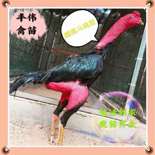南宁斗鸡苗小鸡 斗鸡苗 越南纯种鬼子  泰国斗鸡