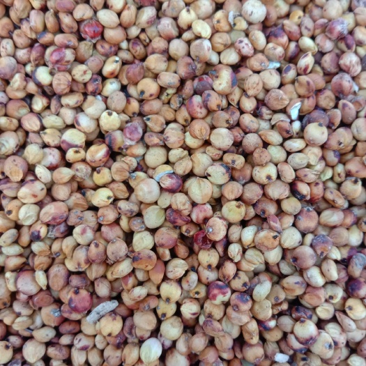 龙杂17号高粱 急出酒用红高粱