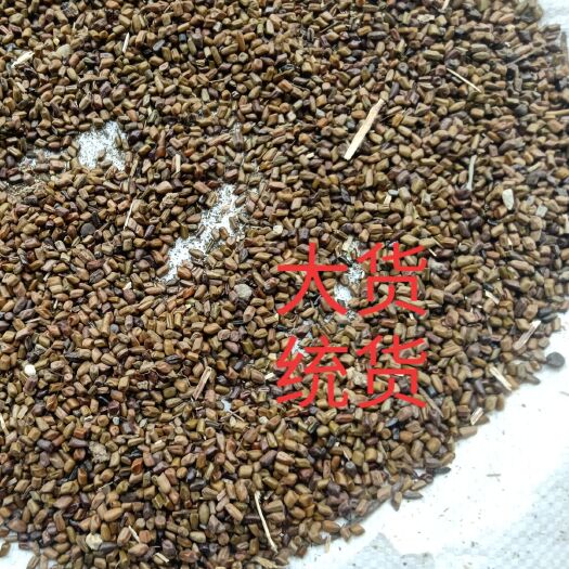 邓州市决明子 清热明目，可做茶，枕头儿童玩具沙！有纯青货！有统货！价格面议
