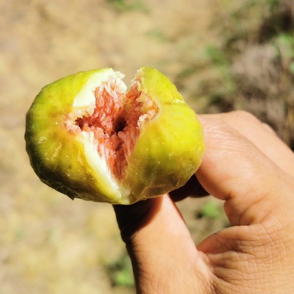 芭劳奈无花果苗  芭劳奈无花果优质嫁接苗南北方适应种植高产基地直销现挖现发