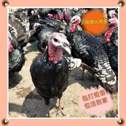 南宁火鸡苗  贝蒂娜火鸡青铜火鸡白火鸡纯种脱温苗快递发货运输！场地直发