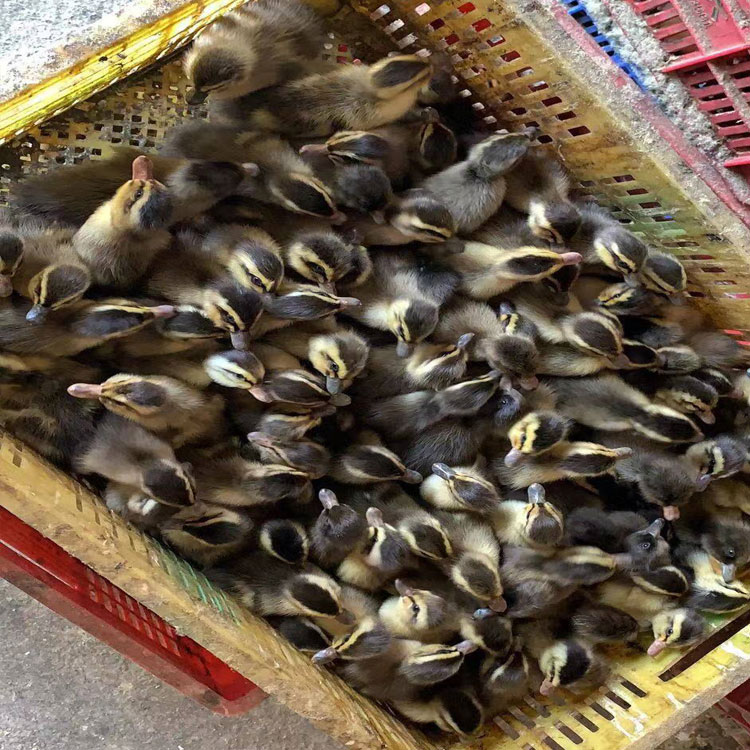 全母蛋鸭苗高产麻鸭鸭苗小鸭子活体出壳苗年产300健康好养