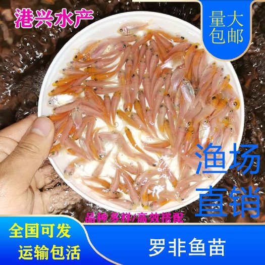 红罗非鱼苗水花鱼苗全国可发