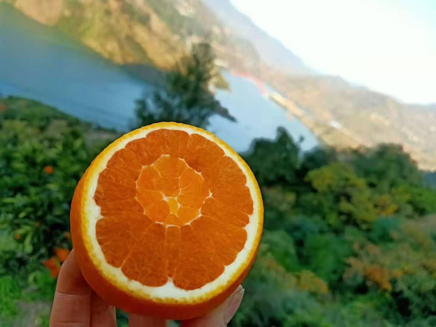 秭归脐橙 水多，甘甜可口，好吃的很