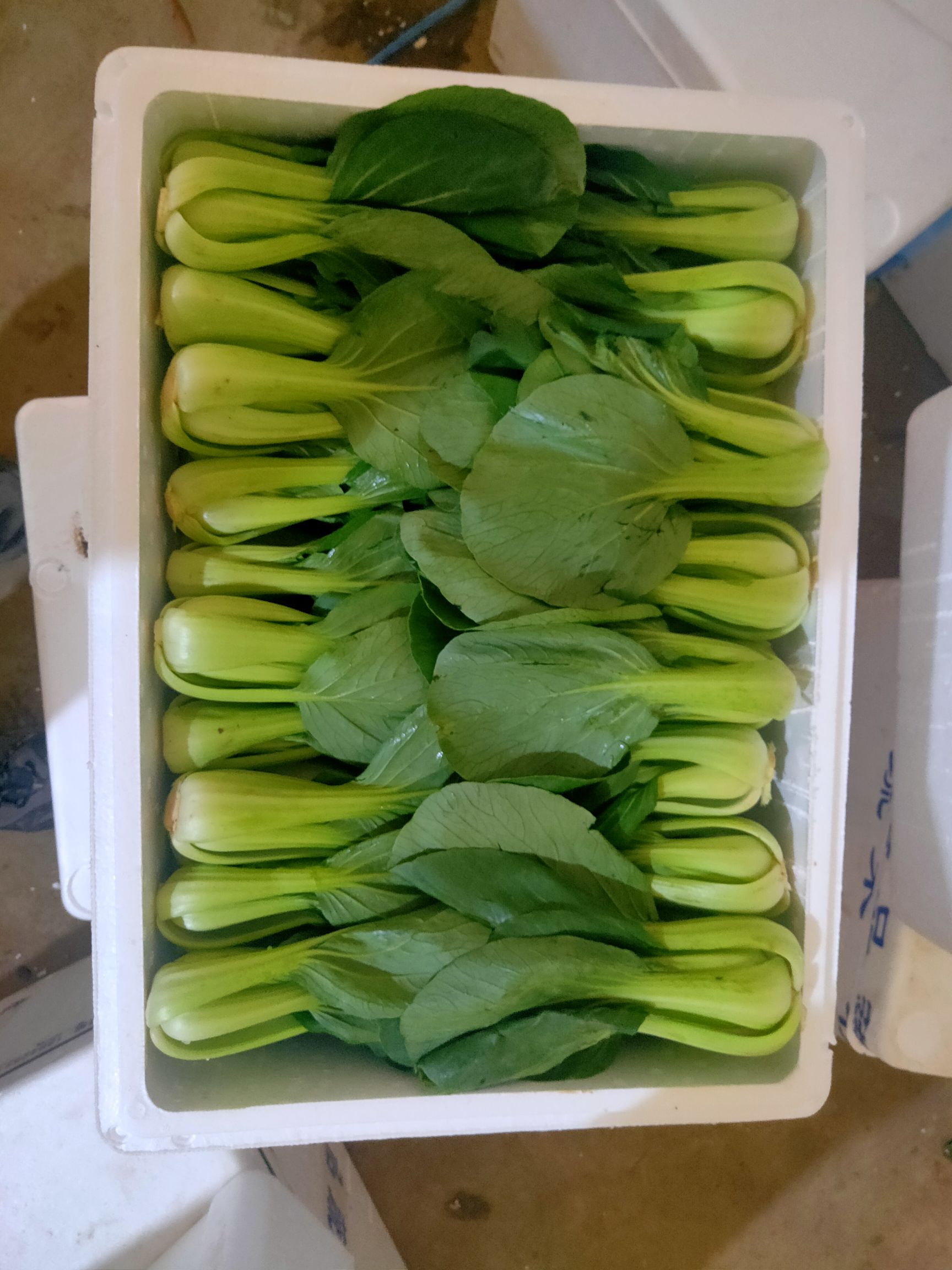 大油麦  各种精品叶菜
