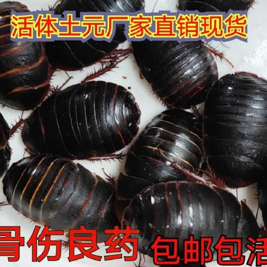 隆尧县中华土元  活体土元活虫药食两用接骨骨折骨伤科专用药