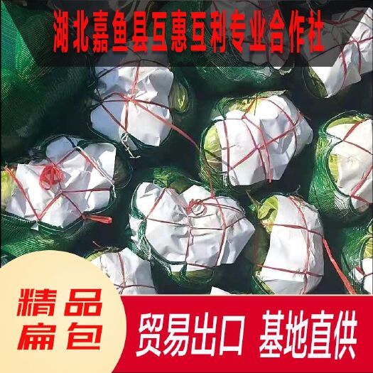 嘉鱼县平包菜  湖北潘家湾扁包菜大量供货