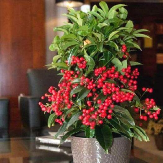 平邑县腰缠万贯花卉富贵籽盆栽金玉满堂植物室内黄金万两盆景观果绿植