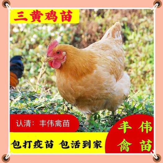 南宁三黄鸡苗  土鸡三黄鸡青脚麻鸡苗小鸡活苗九斤黄快大肉鸡苗小鸡仔