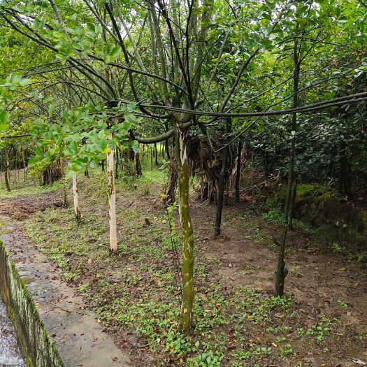 利川市紫薇树  米径5公分裸根老紫薇