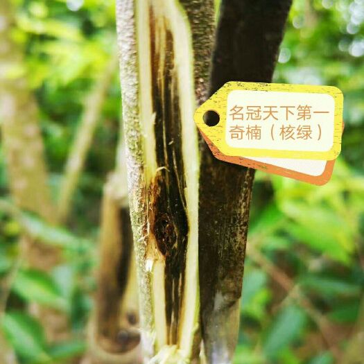 茂名奇楠沉香树  奇楠沉香绿奇楠之王［核绿］品种  天下第一的品种