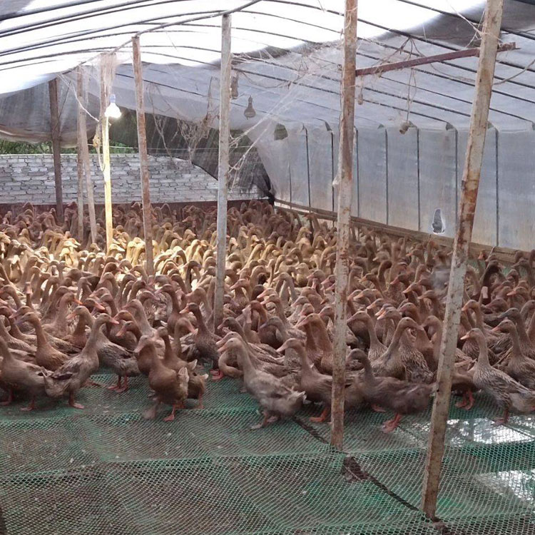 全母蛋鸭苗高产麻鸭鸭苗小鸭子活体出壳苗年产300健康好养