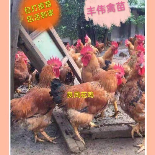 南宁良凤花鸡苗麻鸡苗鸭苗鹅苗禽苗土鸡苗土鸭苗小鸡苗鸡苗