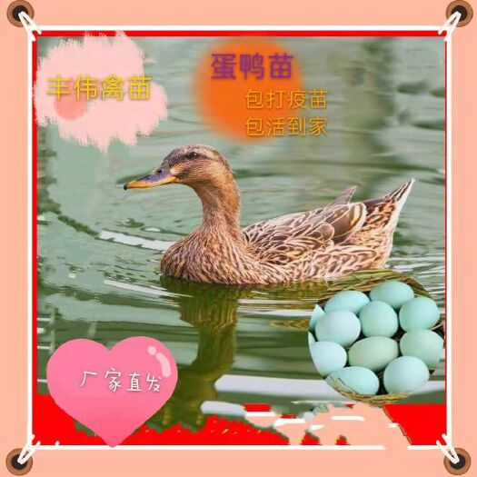 南宁全母蛋鸭苗高产麻鸭鸭苗小鸭子活体出壳苗年产300健康好养