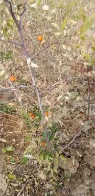 绛县酸枣苗  供应一年酸枣树苗，高产药用