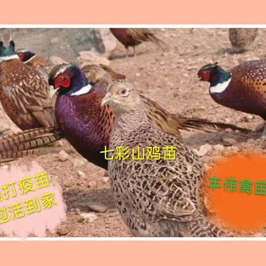 南宁七彩山鸡苗种苗养殖正宗山鸡苗纯种山鸡出壳苗小山鸡