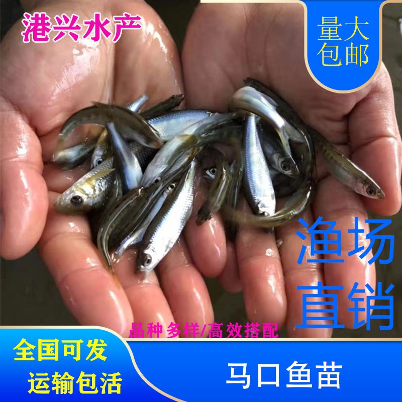 马口鱼苗2-5cm现货供应