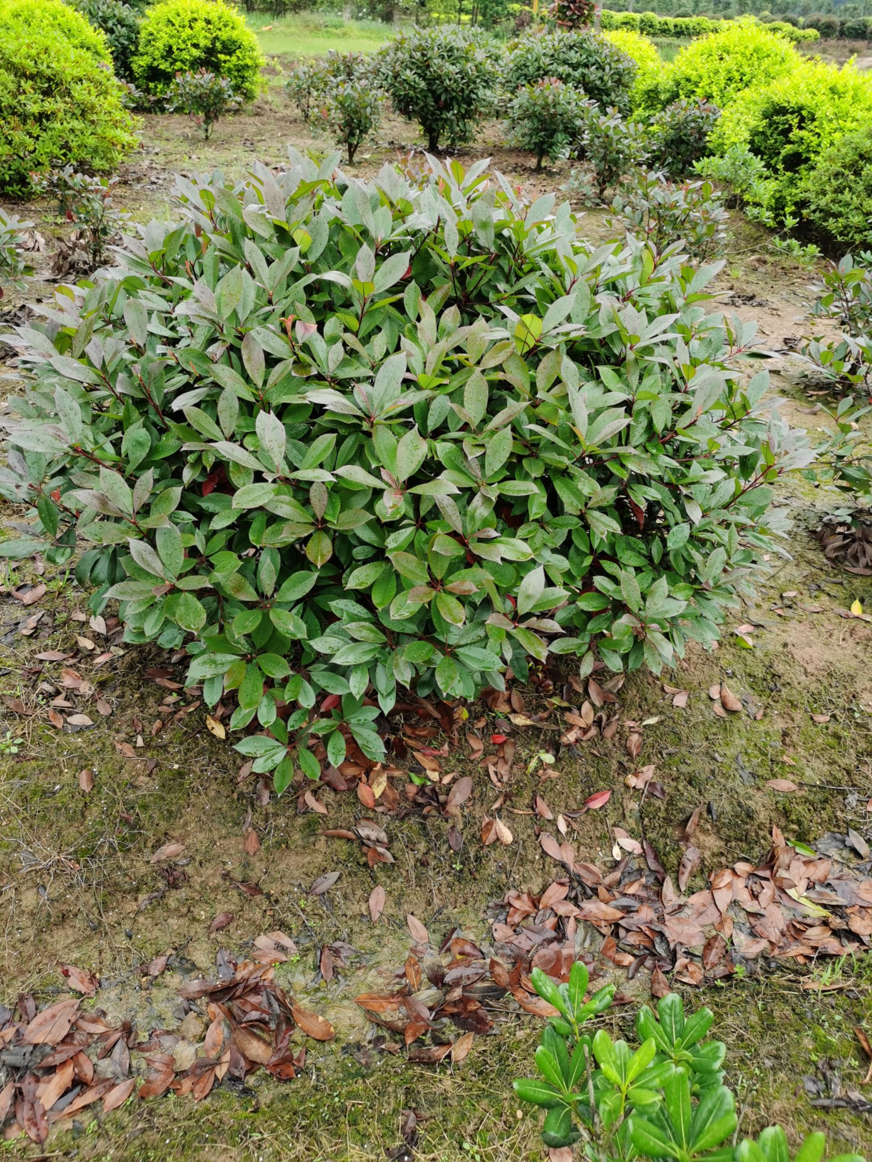 冬青球  红继木球，红叶石楠球，金森女贞球，金叶女贞球，