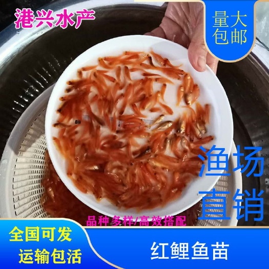 枣庄红鲤鱼苗  鲤鱼苗红鲤鱼水花苗渔场直销
