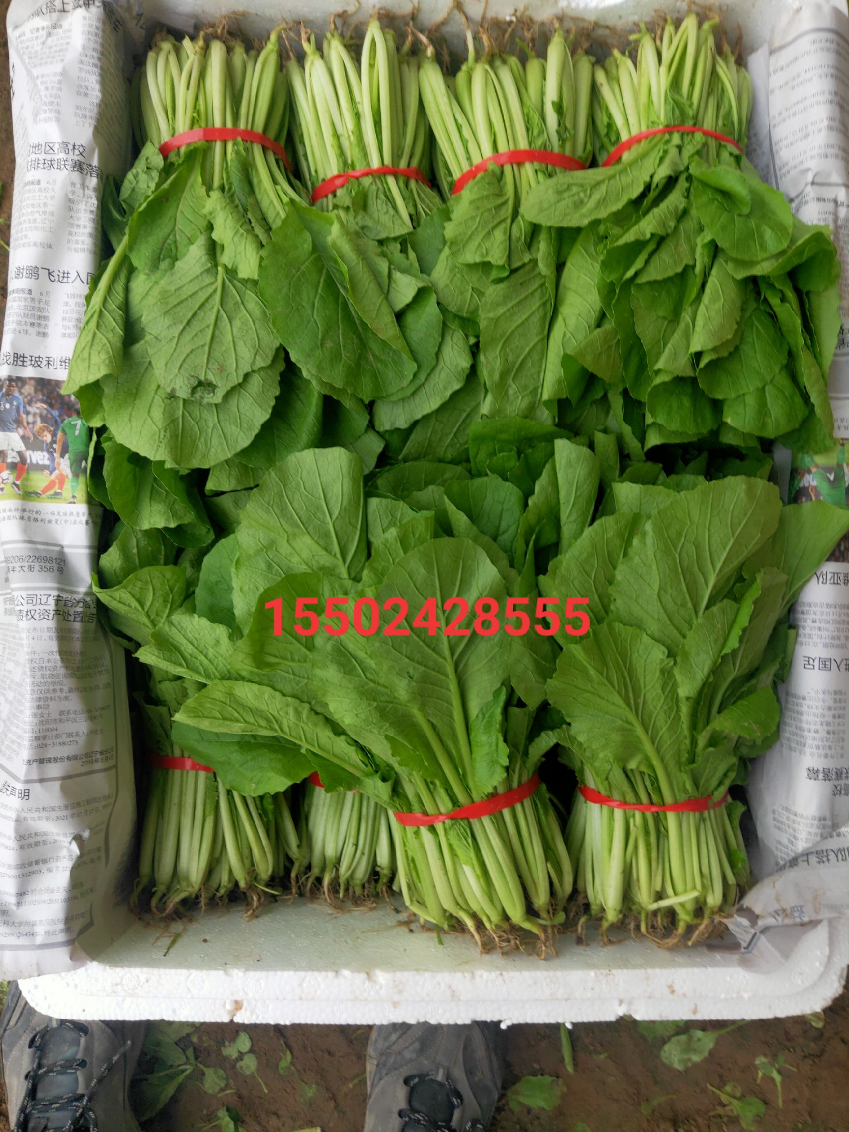 大油麦  各种精品叶菜
