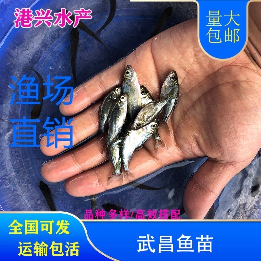 沅江市三角鲂鱼苗  优选三角边鱼苗武昌魚苗 现货行情批发价格