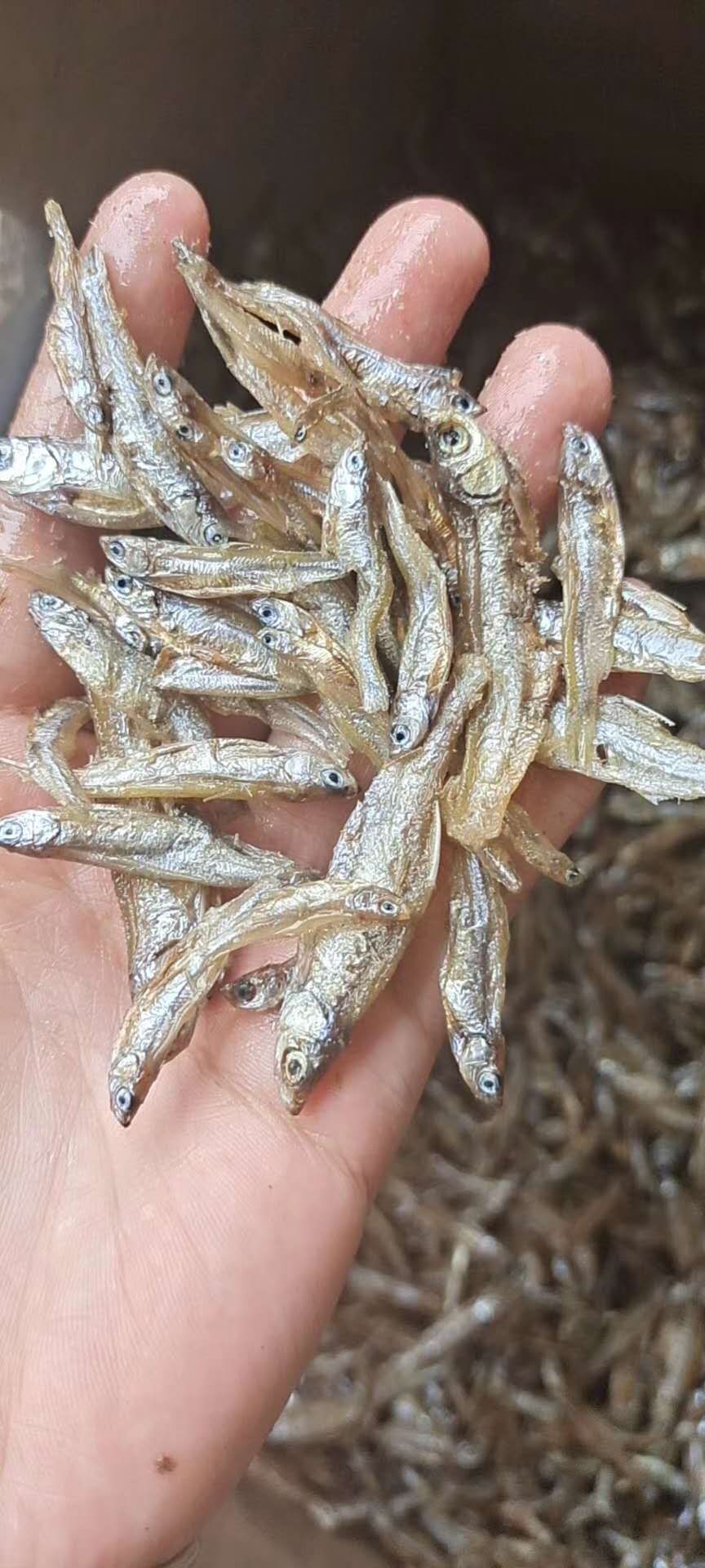 小鱼干  油炸小白肖鱼干无盐鱼干