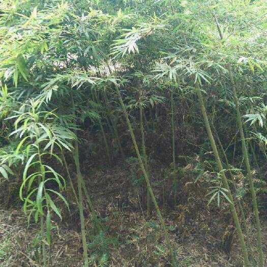 邵武市毛竹苗 