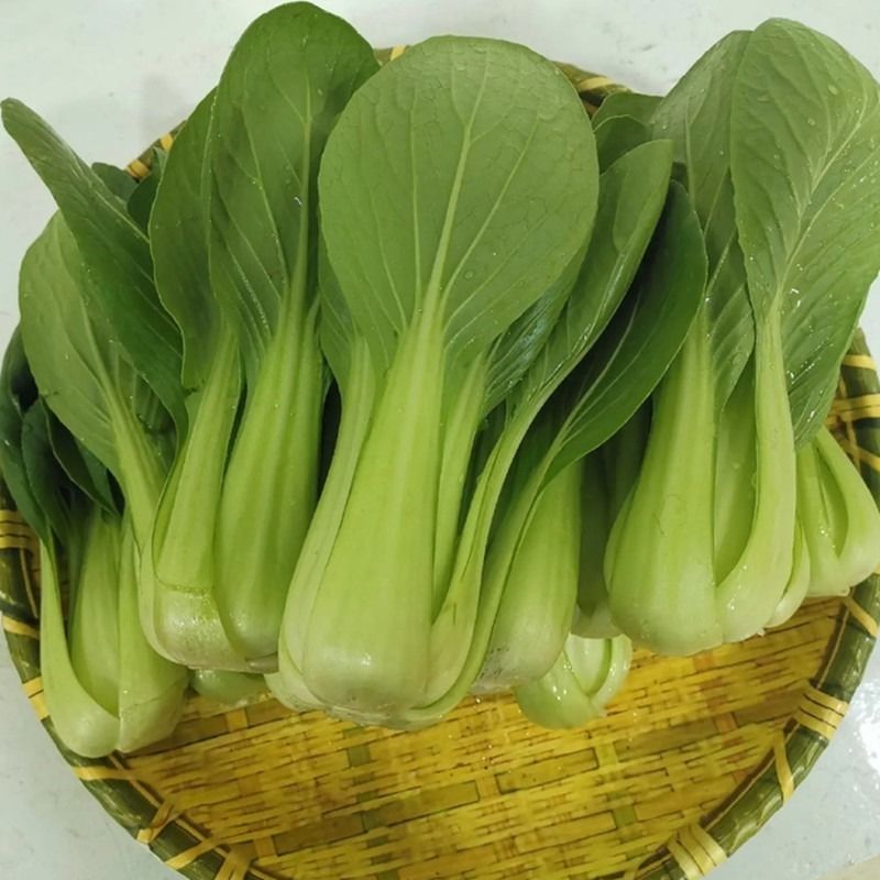 山东省邵庄镇叶菜基地 油菜 上海青 快菜 叶菜产地