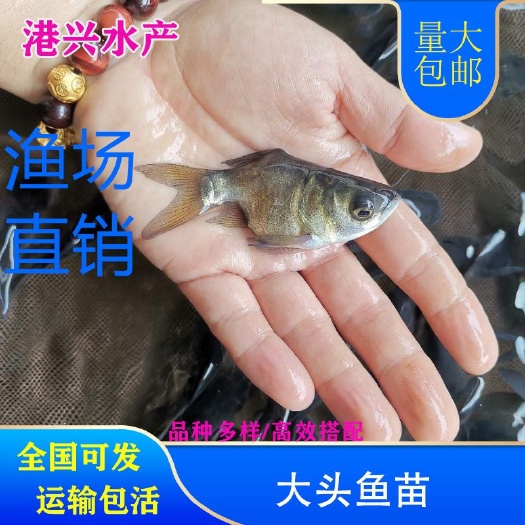 盐边县大头鱼鱼苗  锁骨大头鱼苗缩骨鳙苗全国可发