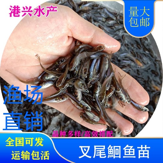 龙岩叉尾鮰鱼苗  叉尾鱼苗钳鱼苗水花鱼苗 市场行情批发价格全国发货