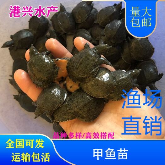 琼海市甲鱼苗全国可发