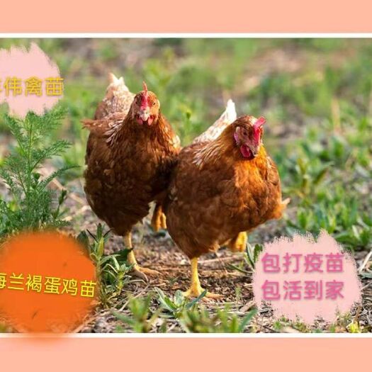 南宁海兰褐壳蛋鸡  海兰褐蛋鸡苗绿壳蛋鸡苗白色蛋鸡苗多蛋鸡苗高产蛋鸡苗