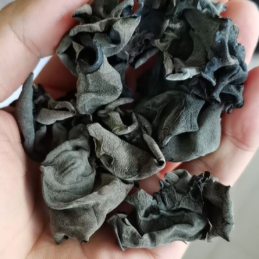 椴木木耳 1.5     2.0