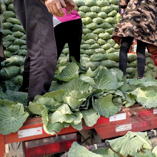 开封京丰一号甘蓝 万亩基地包菜，直供，超市，市场，一手货源，大量供应