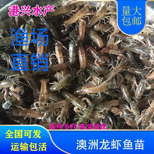 澳洲龙虾苗  淡水大龙虾苗澳洲大龙虾苗全国批发