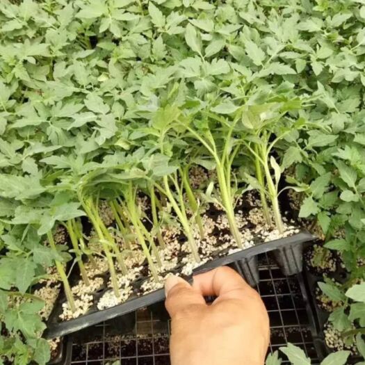 寿光市圣女果苗  基地常年育各种口感小番茄苗。品种齐全！