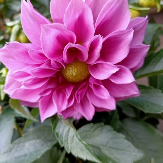 普宁市大丽花苗  大丽花盆栽多年生草本有巨大棒状块根茎直立多分枝根系发达