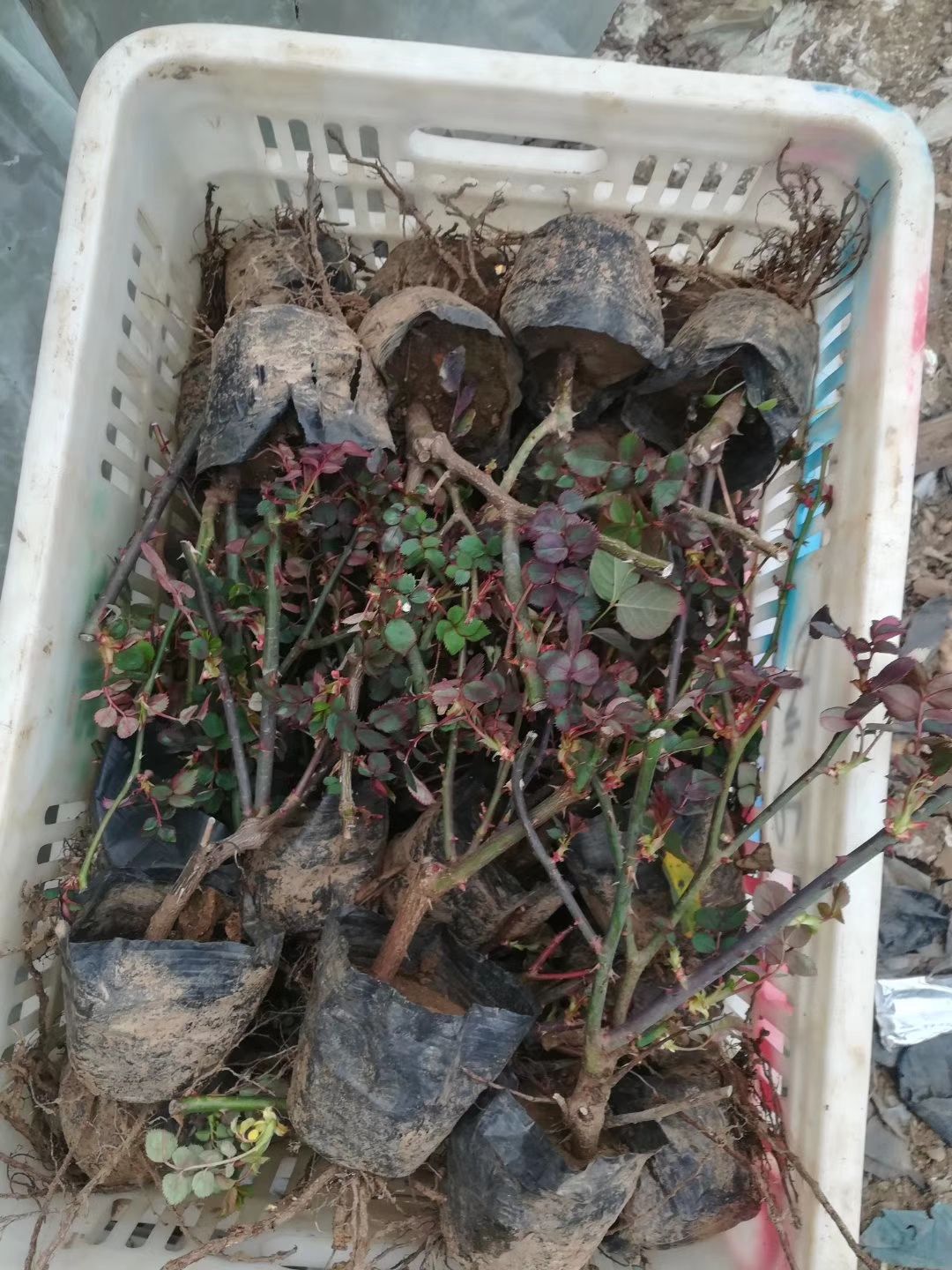 玛格丽特王妃  月季多品种
