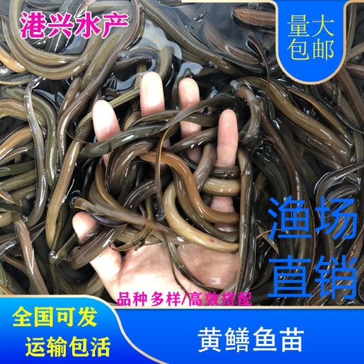 桓仁县孟加拉黄鳝  黄鳝苗全国可发